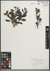 Foto von Salix myrsinites L. x Salix repens L.